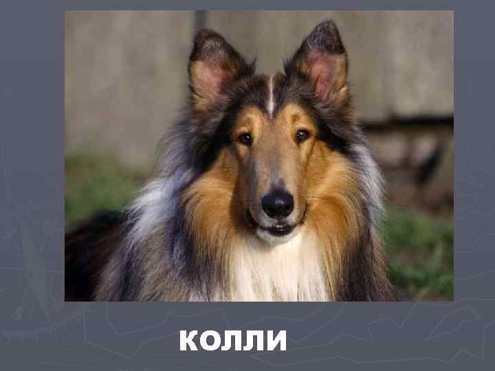 КОЛЛИ 