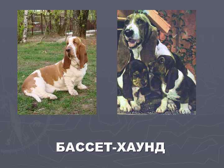 БАССЕТ-ХАУНД 