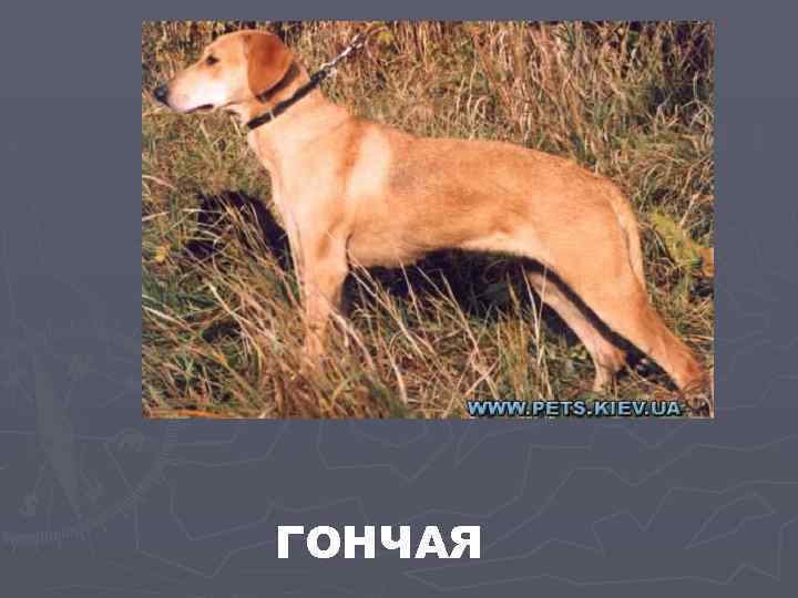 ГОНЧАЯ 