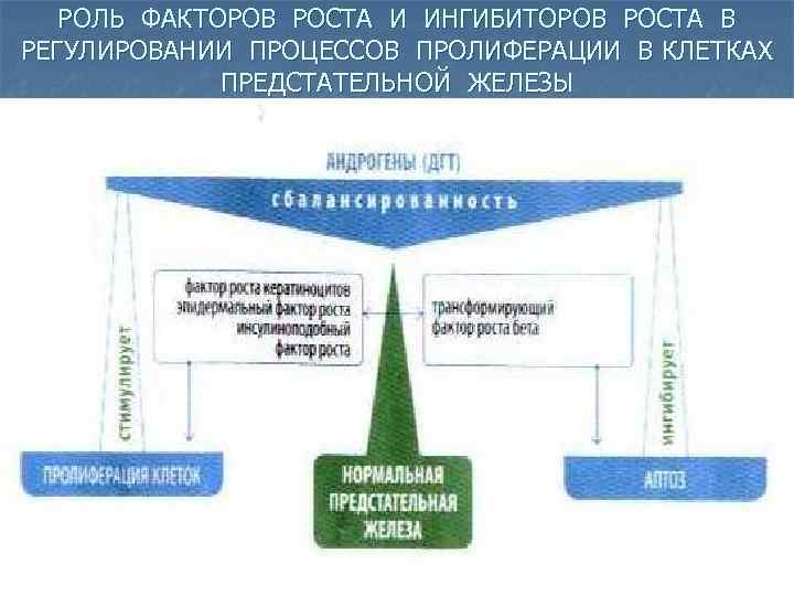 РОЛЬ ФАКТОРОВ РОСТА И ИНГИБИТОРОВ РОСТА В РЕГУЛИРОВАНИИ ПРОЦЕССОВ ПРОЛИФЕРАЦИИ В КЛЕТКАХ ПРЕДСТАТЕЛЬНОЙ ЖЕЛЕЗЫ