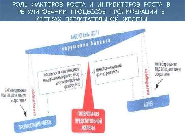 РОЛЬ ФАКТОРОВ РОСТА И ИНГИБИТОРОВ РОСТА В РЕГУЛИРОВАНИИ ПРОЦЕССОВ ПРОЛИФЕРАЦИИ В КЛЕТКАХ ПРЕДСТАТЕЛЬНОЙ ЖЕЛЕЗЫ