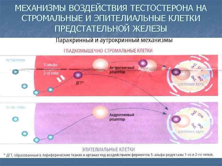 МЕХАНИЗМЫ ВОЗДЕЙСТВИЯ ТЕСТОСТЕРОНА НА СТРОМАЛЬНЫЕ И ЭПИТЕЛИАЛЬНЫЕ КЛЕТКИ ПРЕДСТАТЕЛЬНОЙ ЖЕЛЕЗЫ 