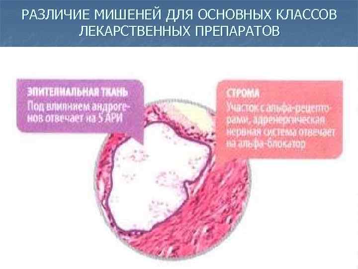 РАЗЛИЧИЕ МИШЕНЕЙ ДЛЯ ОСНОВНЫХ КЛАССОВ ЛЕКАРСТВЕННЫХ ПРЕПАРАТОВ 