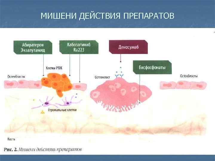 МИШЕНИ ДЕЙСТВИЯ ПРЕПАРАТОВ 