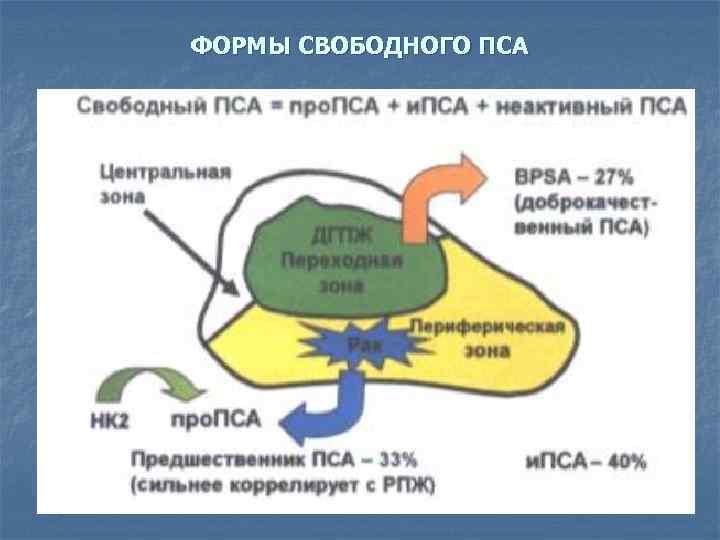 ФОРМЫ СВОБОДНОГО ПСА 