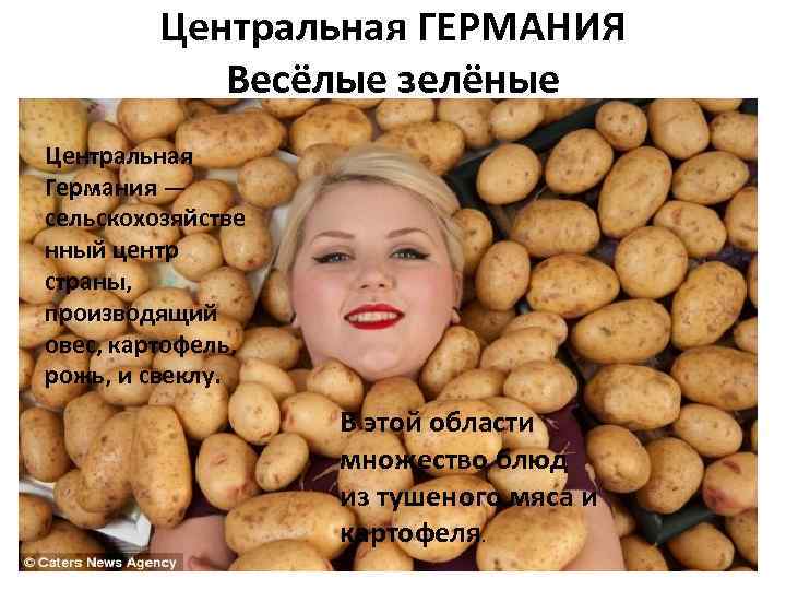 Центральная ГЕРМАНИЯ Весёлые зелёные Центральная Германия — сельскохозяйстве нный центр страны, производящий овес, картофель,