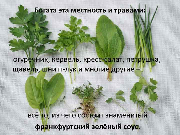Богата эта местность и травами: огуречник, кервель, кресс-салат, петрушка, щавель, шнитт-лук и многие другие