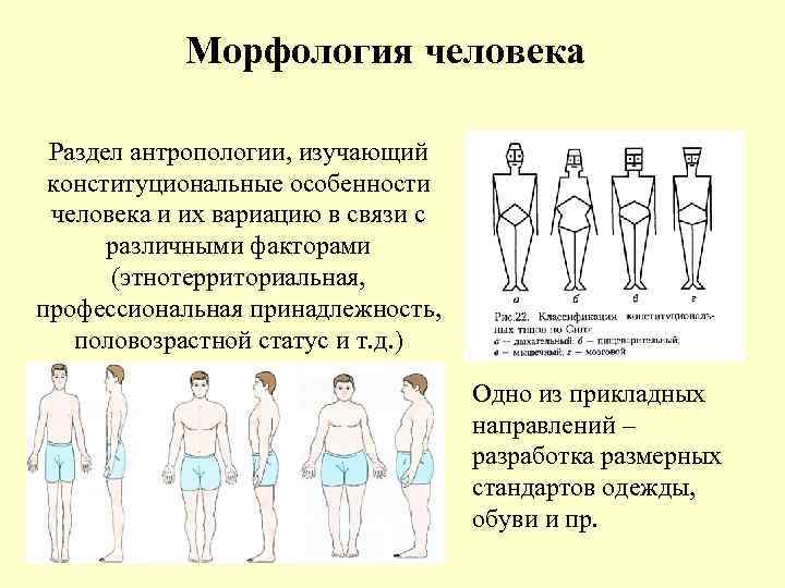 Возможна ли разработка единой конституциональной схемы для детей подростков мужчин и женщин