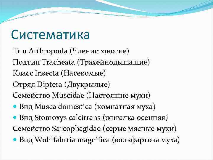 Систематика Тип Arthropoda (Членистоногие) Подтип Tracheata (Трахейнодышащие) Класс Insecta (Насекомые) Отряд Diptera (Двукрылые) Семейство