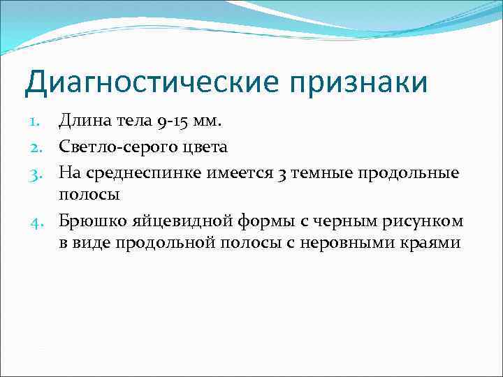 Диагностические признаки 1. Длина тела 9 -15 мм. 2. Светло-серого цвета 3. На среднеспинке