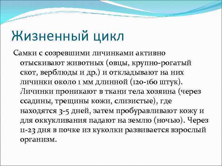 Жизненный цикл Самки с созревшими личинками активно отыскивают животных (овцы, крупно-рогатый скот, верблюды и