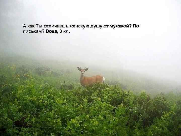 А как Ты отличаешь женскую душу от мужской? По писькам? Вова, 3 кл. 