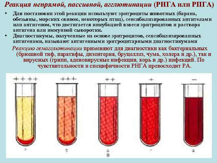 Реакция непрямой, пассивной, агглютинации (РНГА или РПГА) • • Для постановки этой реакции используют