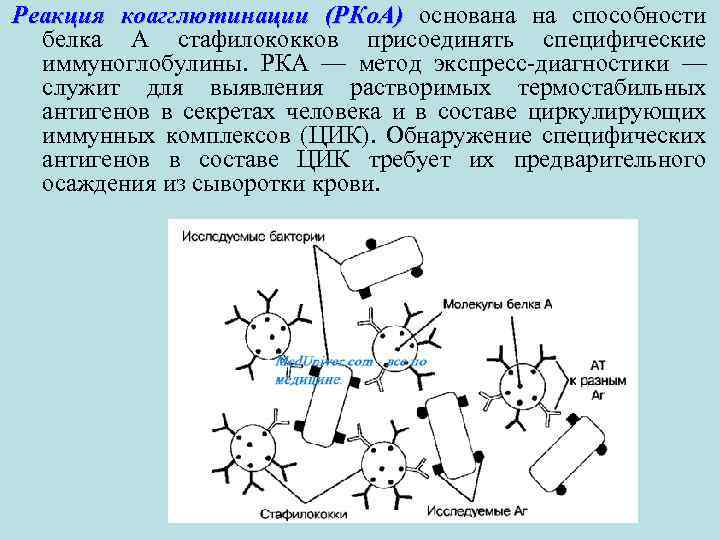 Реакция коагглютинации (РКо. А) основана на способности (РКо. А) белка А стафилококков присоединять специфические