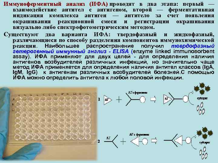 Принцип исследования твердофазный иммуноферментный анализ в 96 луночном планшете