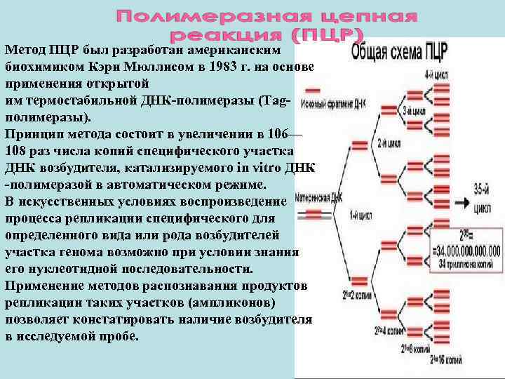 Метод ПЦР был разработан американским биохимиком Кэри Мюллисом в 1983 г. на основе применения