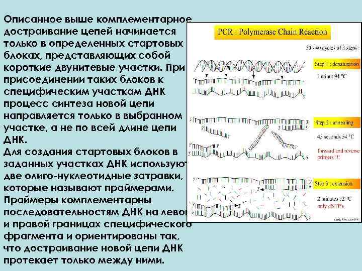 Описанное выше комплементарное достраивание цепей начинается только в определенных стартовых блоках, представляющих собой короткие