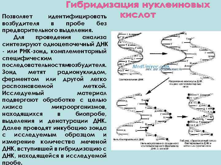 Позволяет идентифицировать возбудителя в пробе без предварительного выделения. Для проведения анализа синтезируют одноцепочечный ДНК