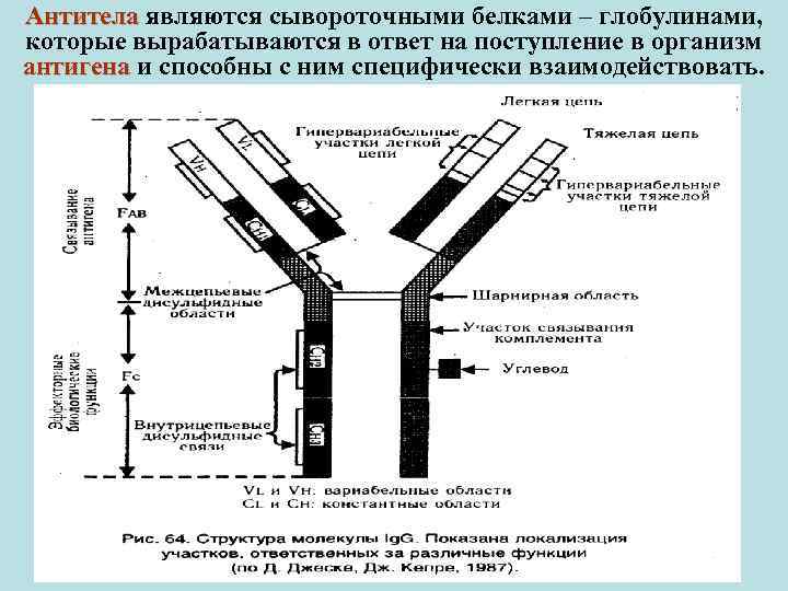 Антитела являются сывороточными белками – глобулинами, Антитела которые вырабатываются в ответ на поступление в