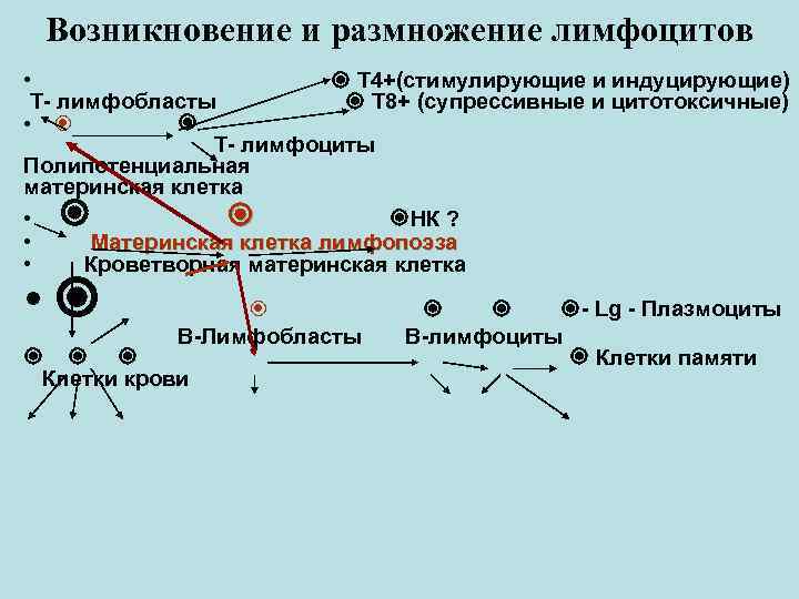 Возникновение и размножение лимфоцитов • Т 4+(стимулирующие и индуцирующие) Т лимфобласты Т 8+ (супрессивные