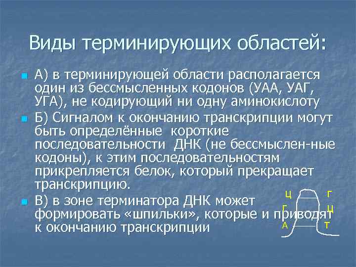 Виды терминирующих областей: n n n А) в терминирующей области располагается один из бессмысленных