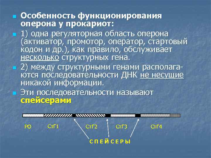 n n Особенность функционирования оперона у прокариот: 1) одна регуляторная область оперона (активатор, промотор,