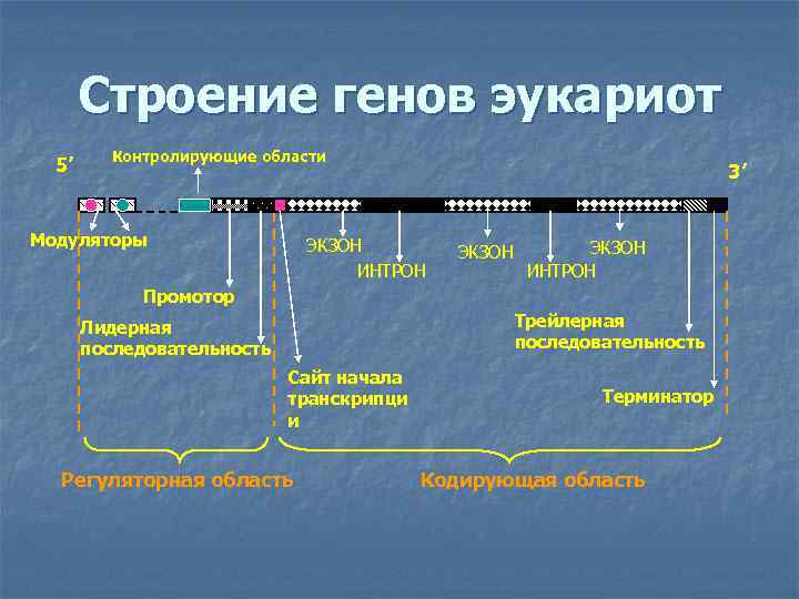 Строение генов