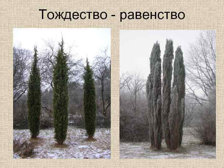 Тождество - равенство 