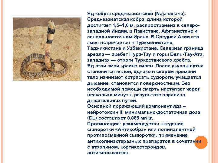 Яд кобры среднеазиатской (Naja oxianа). Среднеазиатская кобра, длина которой достигает 1, 5– 1, 6