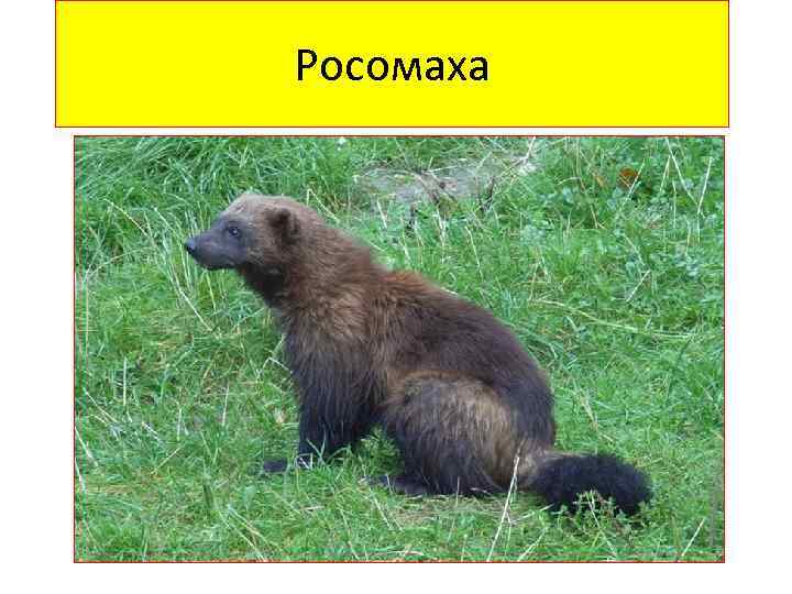 Росомаха 