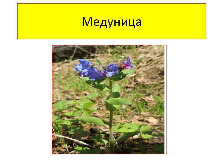 Медуница 