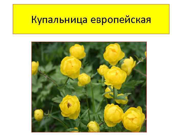 Купальница европейская 