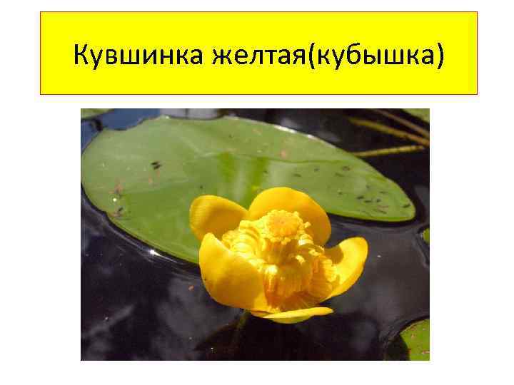 Кувшинка желтая(кубышка) 