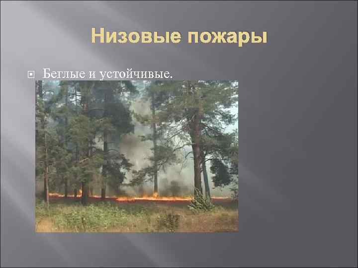 Низовые пожары Беглые и устойчивые. 