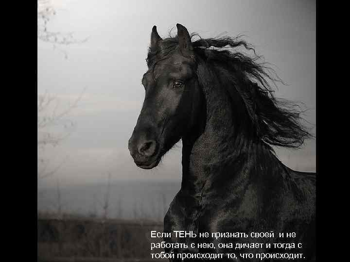 Если ТЕНЬ не признать своей и не работать с нею, она дичает и тогда