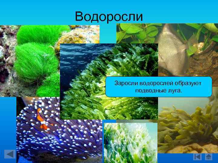 Водоросли Заросли водорослей образуют подводные луга. 