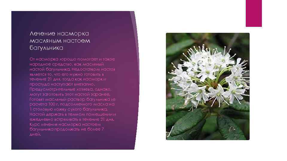Лечение насморка масляным настоем багульника От насморка хорошо помогает и такое народное средство, как