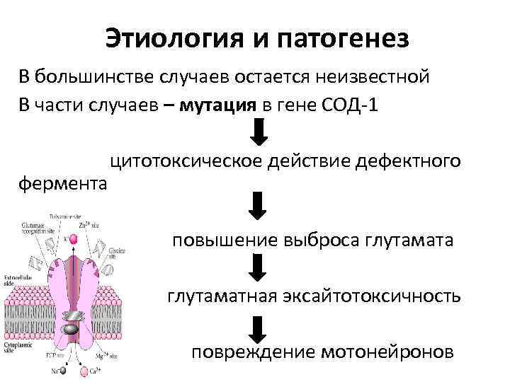 Этиология и патогенез В большинстве случаев остается неизвестной В части случаев – мутация в