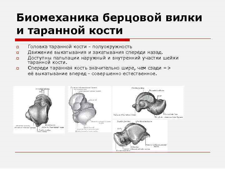 Биомеханика берцовой вилки и таранной кости o o Головка таранной кости полуокружность Движение выкатывания