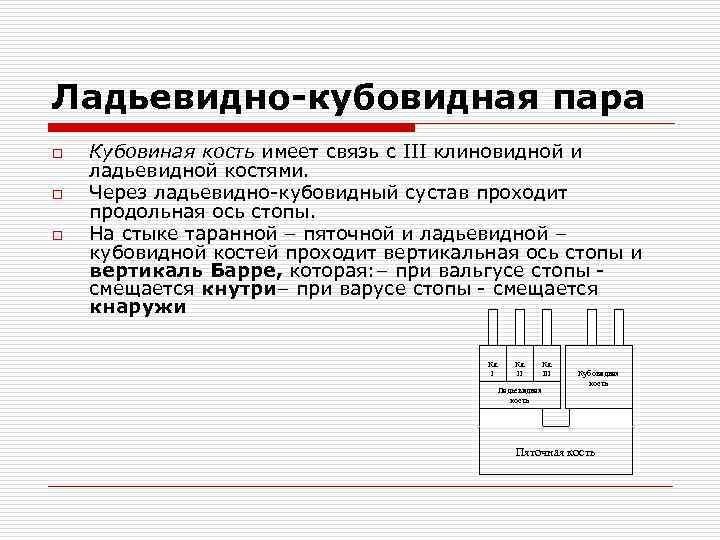Ладьевидно-кубовидная пара o o o Кубовиная кость имеет связь с III клиновидной и ладьевидной