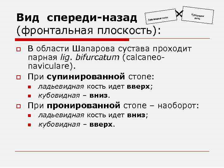 Вид спереди-назад (фронтальная плоскость): сть ная ко Ладьевид o o В области Шапарова сустава