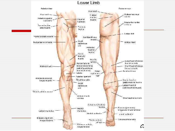 Women missing limbs and sex