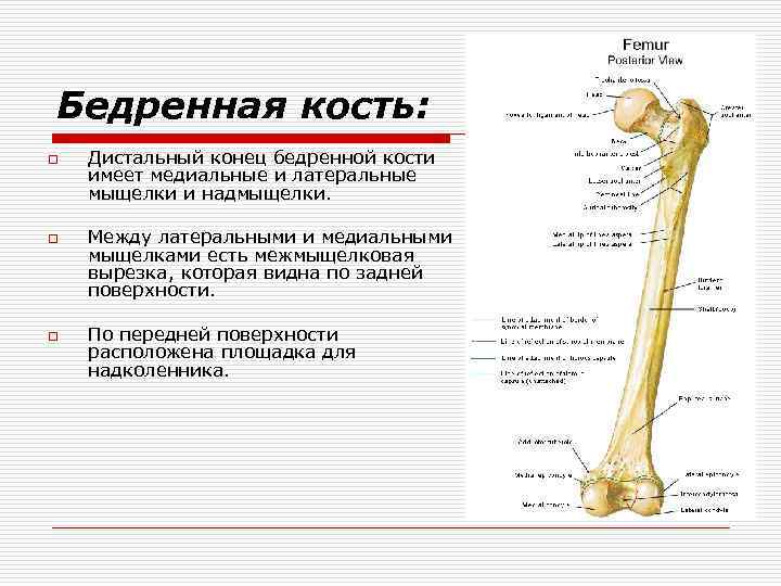 Проксимальный отдел бедренной кости где находится фото