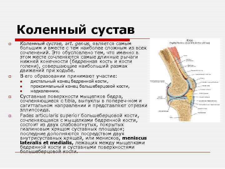 Коленный сустав o o Коленный сустав, art. genus, является самым большим и вместе с