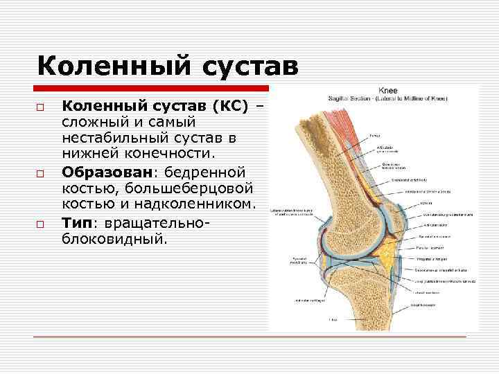 Суставы нижних конечностей