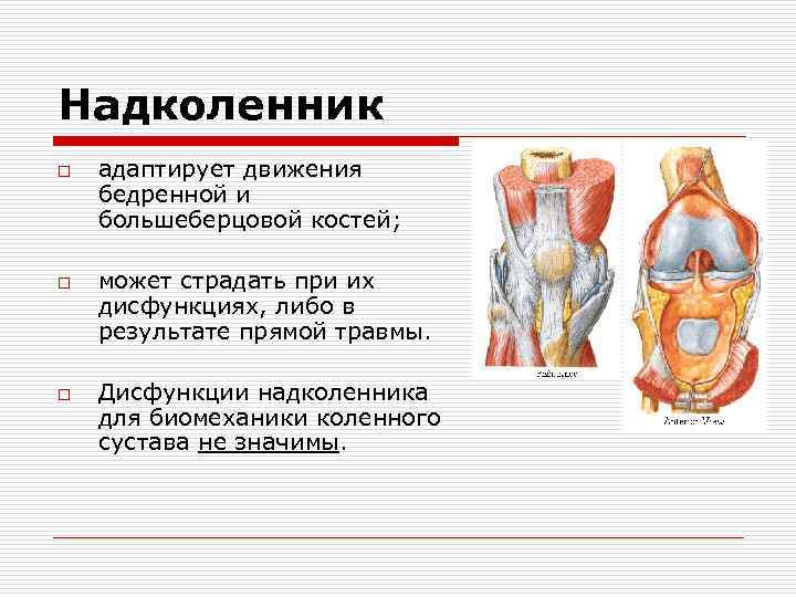 Надколенник o o o адаптирует движения бедренной и большеберцовой костей; может страдать при их