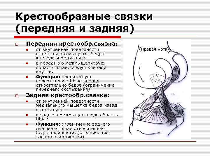 Крестообразные связки (передняя и задняя) o Передняя крестообр. связка: n n n o от
