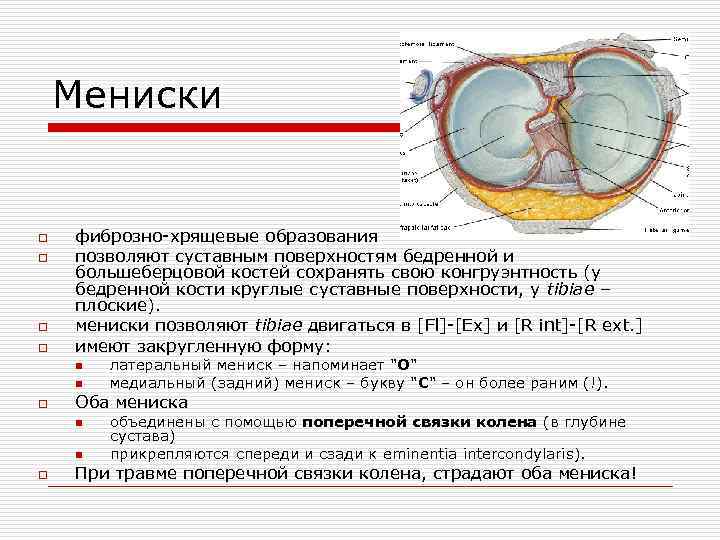 Мениски o o фиброзно хрящевые образования позволяют суставным поверхностям бедренной и большеберцовой костей сохранять