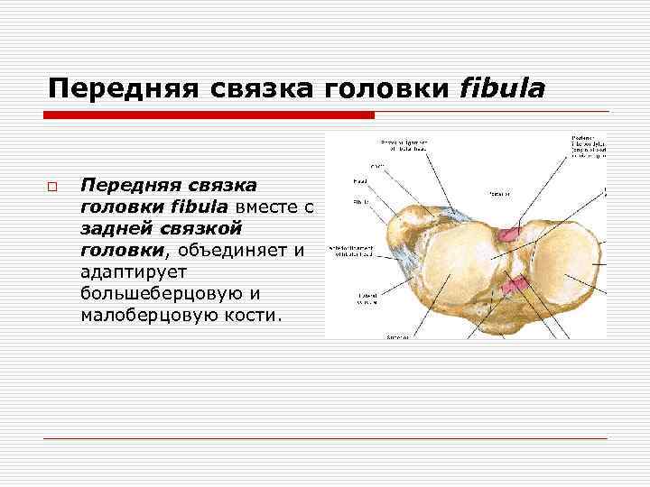 Передняя связка головки fibula o Передняя связка головки fibula вместе с задней связкой головки,