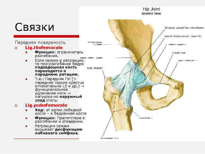 Передняя связка бедра